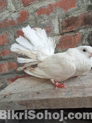 Lakha pigeon